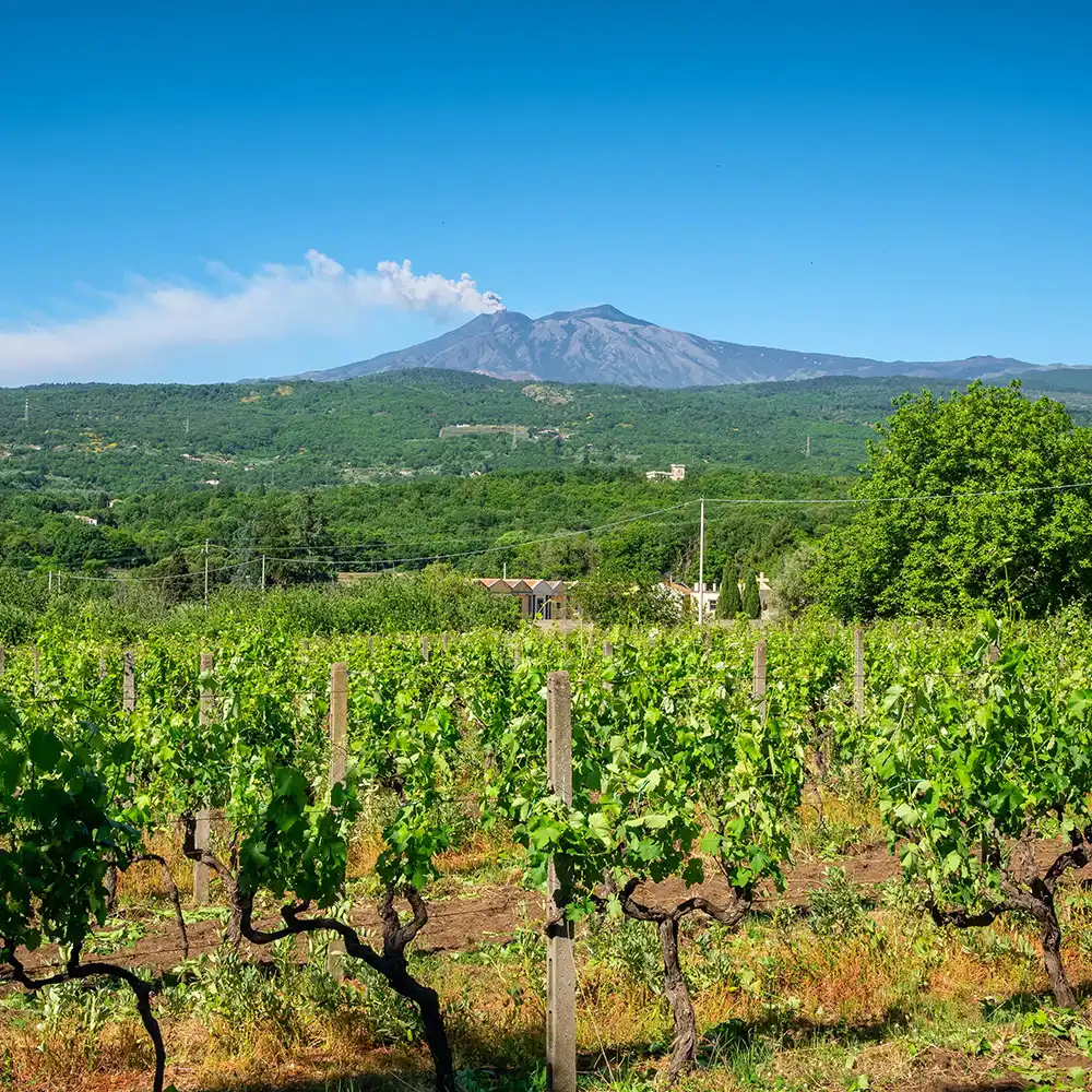 Vigneto con filari di viti verdi e terreno rossastro, vulcano Etna con pennacchio di fumo sullo sfondo, colline boscose e cielo azzurro.