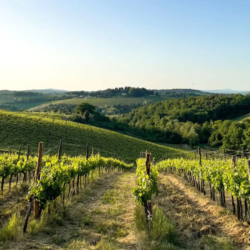Filari di vigneto con viti verdi e sentiero centrale in terra, colline toscane con cipressi e borgo in lontananza, cielo azzurro chiaro al tramonto.