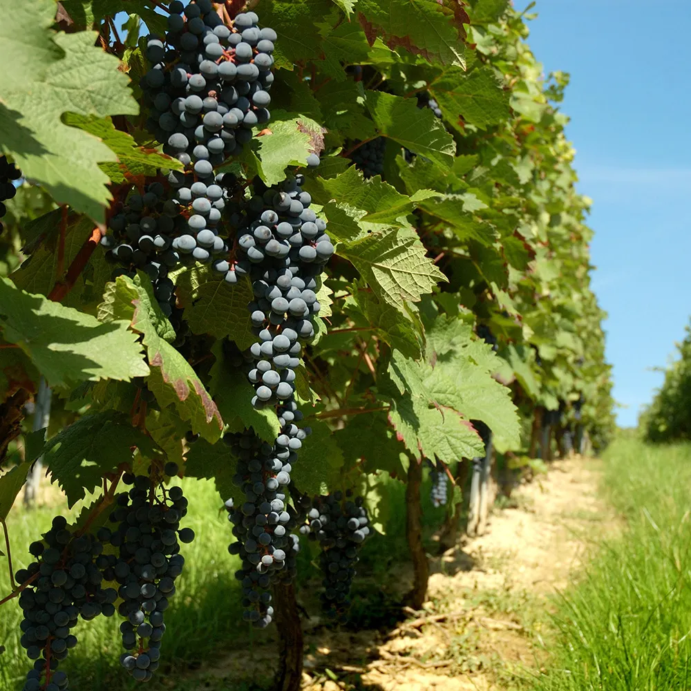 Grappoli di uva nera matura su vite con foglie verdi, filare di vigneto e sentiero in terra sullo sfondo, cielo azzurro.